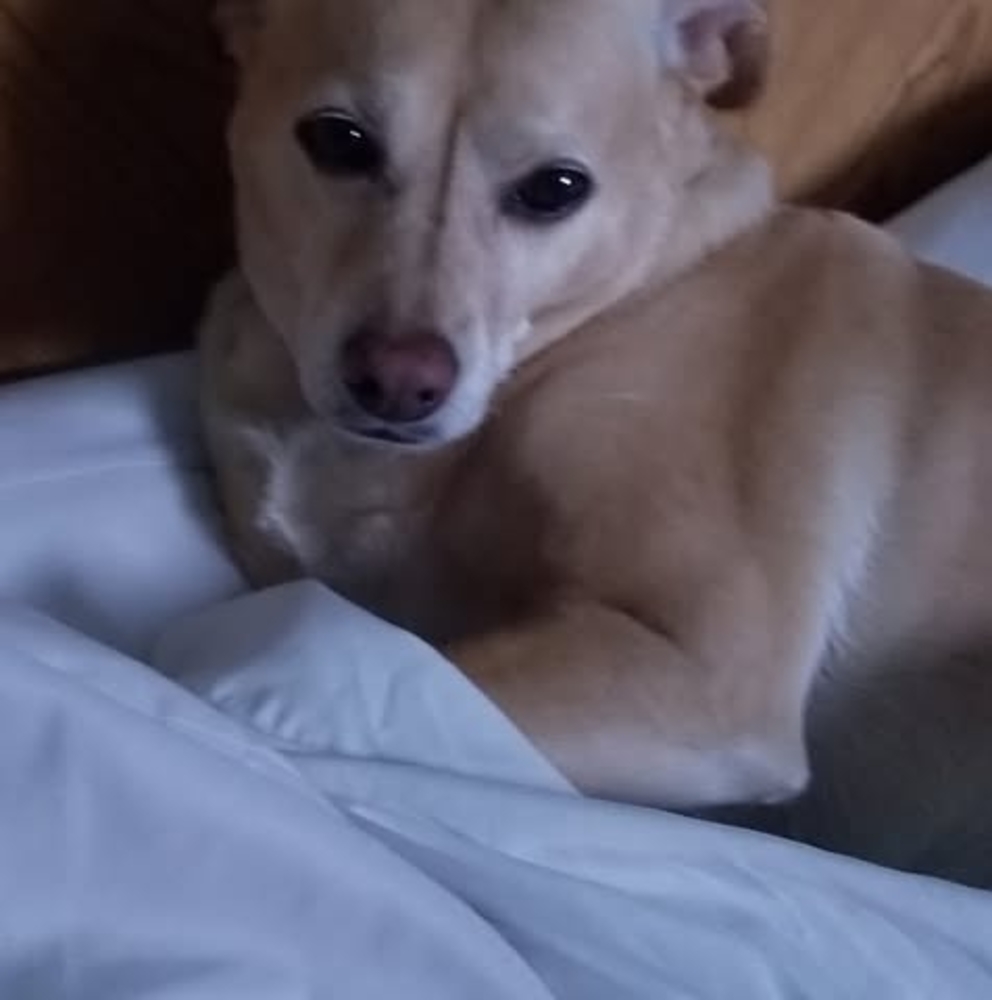 Meet your Posher, Linda